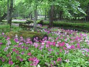 【お花情報】クリンソウの花の咲くころ（６月上旬）
