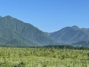 【自然情報】戦場ヶ原の風景　緑が濃くなり　道路沿いにホサキシモツケが咲きだしました